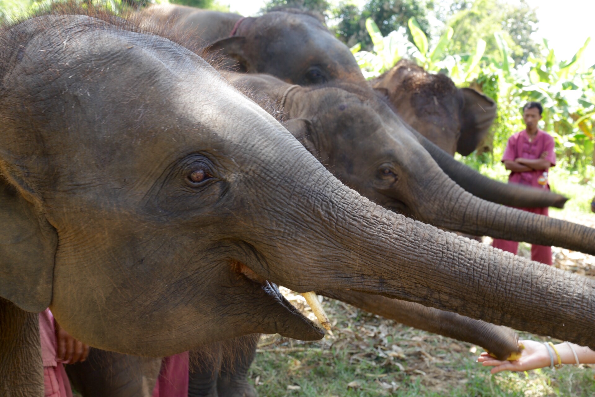 Chiang Mai