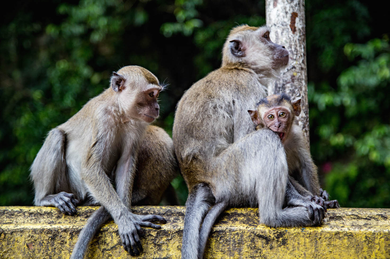 Kuala Lumpur-Batu Caves